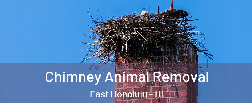 Chimney Animal Removal East Honolulu - HI